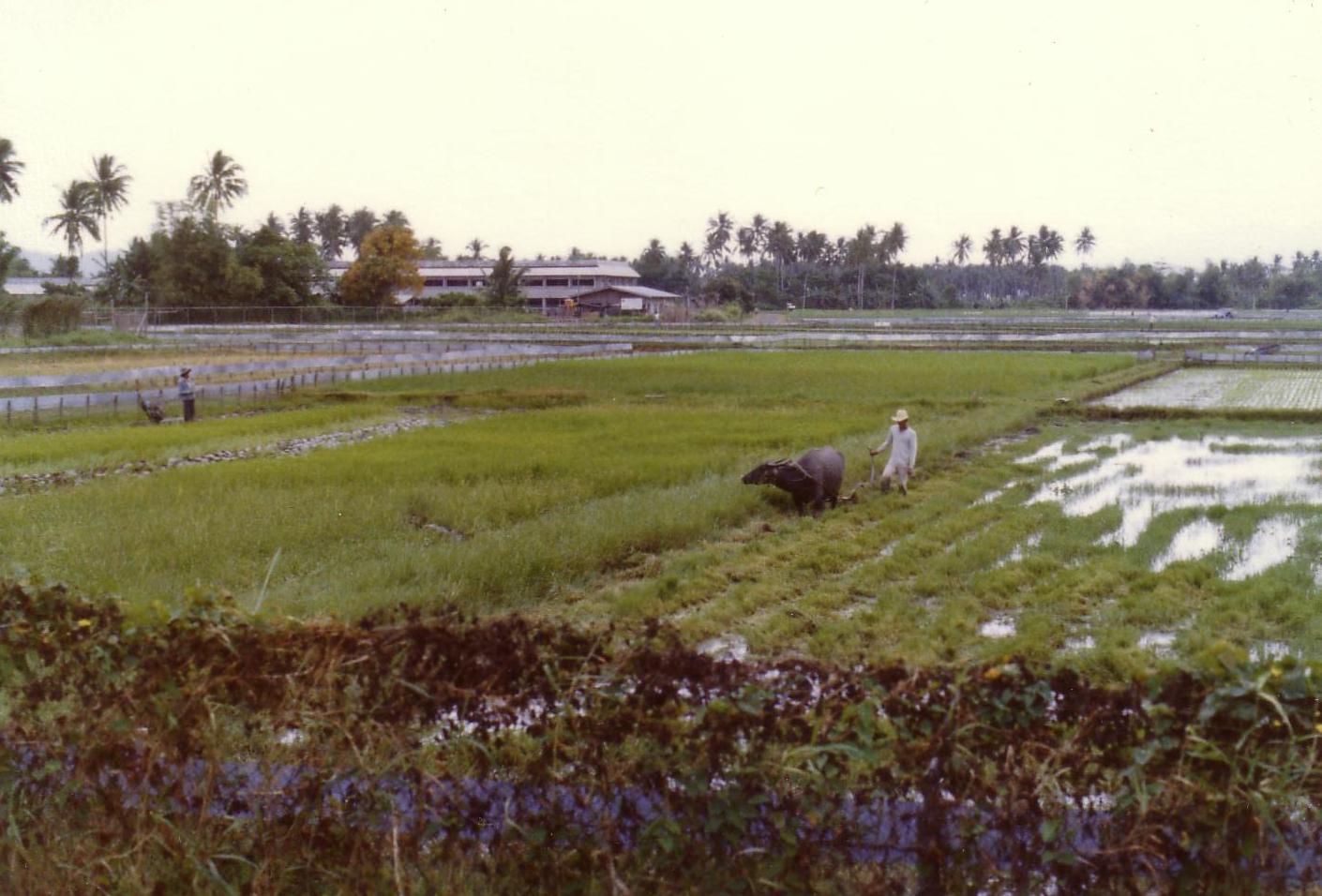 Philippines paddyfield
