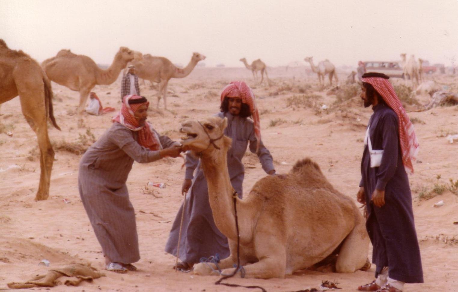 Riyadh camel races