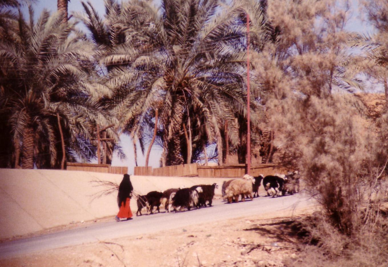Shepherdess in Wadi Hanifa