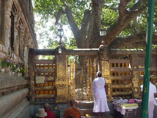 Sacred Bodhi tree Bodhgaya