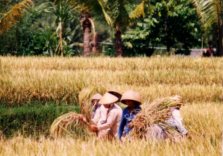 Bali working in the fields