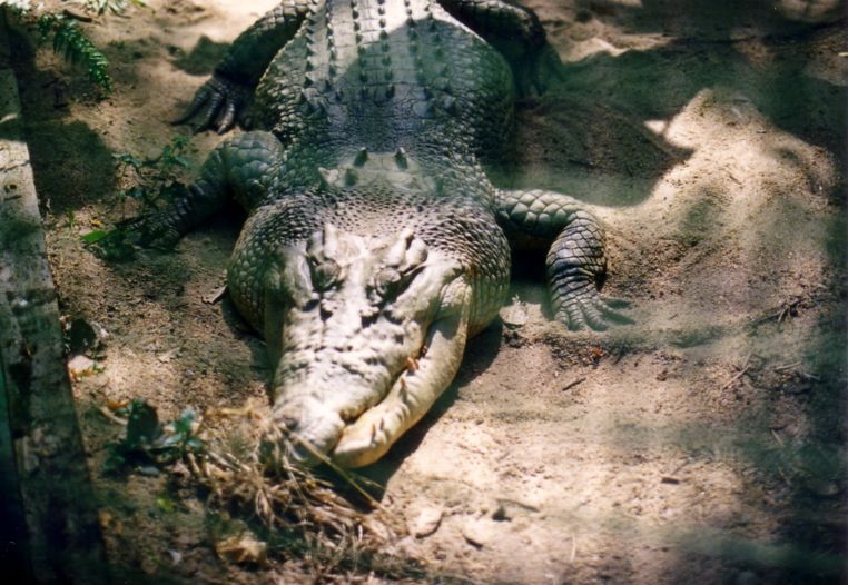 A croc at Cairns