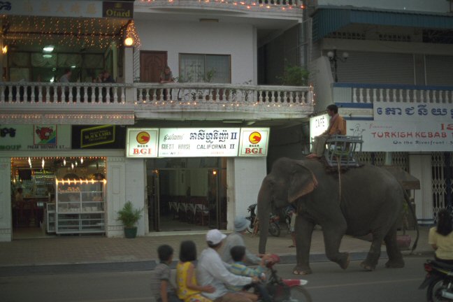 Elephant in Phnom Penh