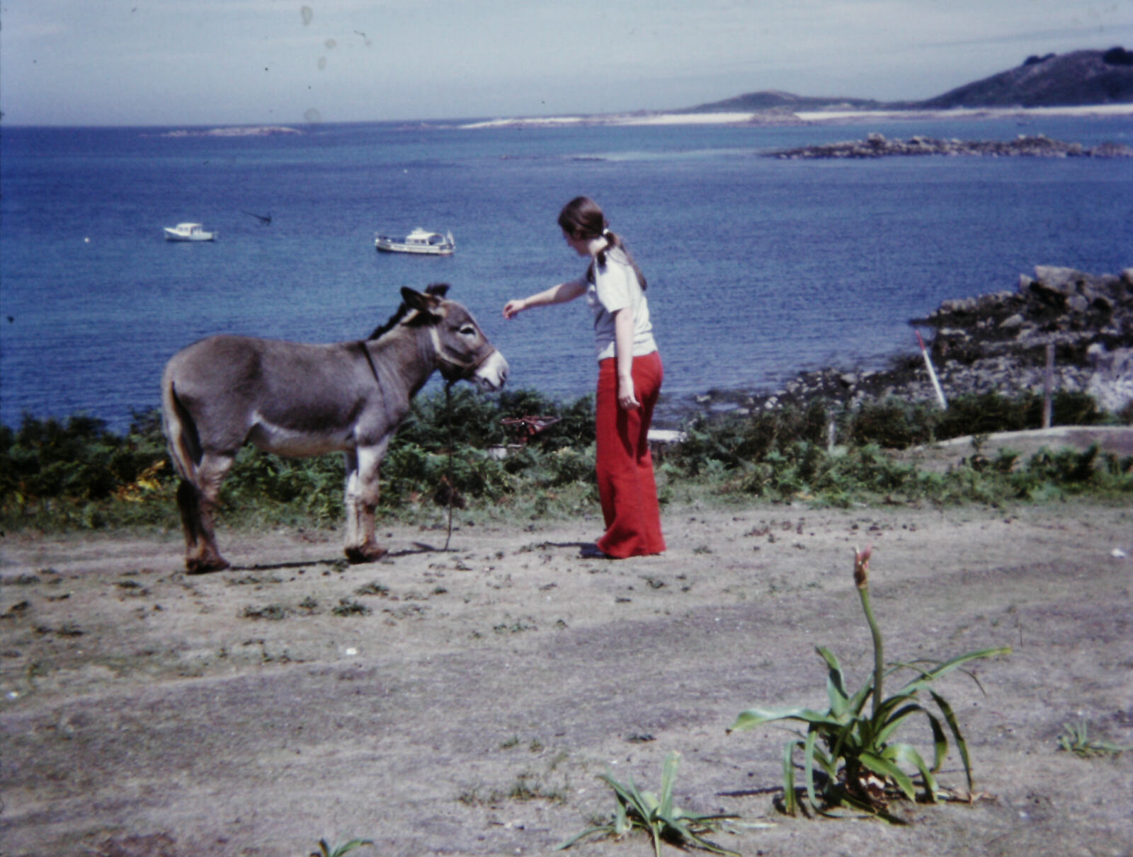 A donkey on Jethou, Channel Islands