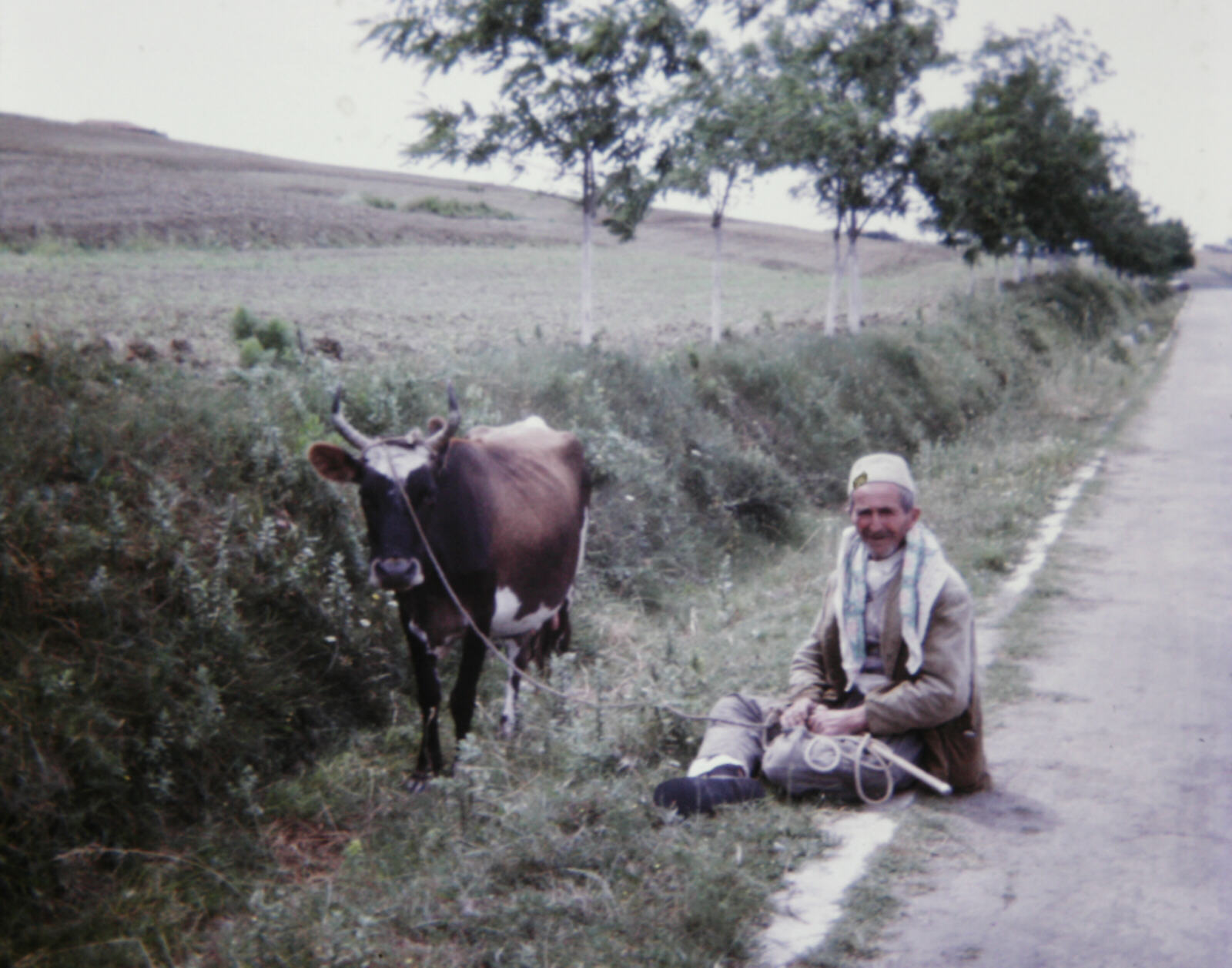 Man tending a cow on the road from Durres, Albania