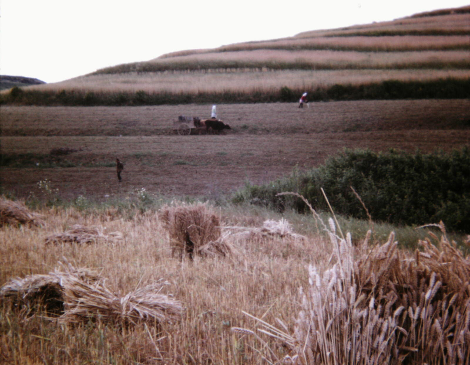 Water-carriers in a field near Durres, Albania