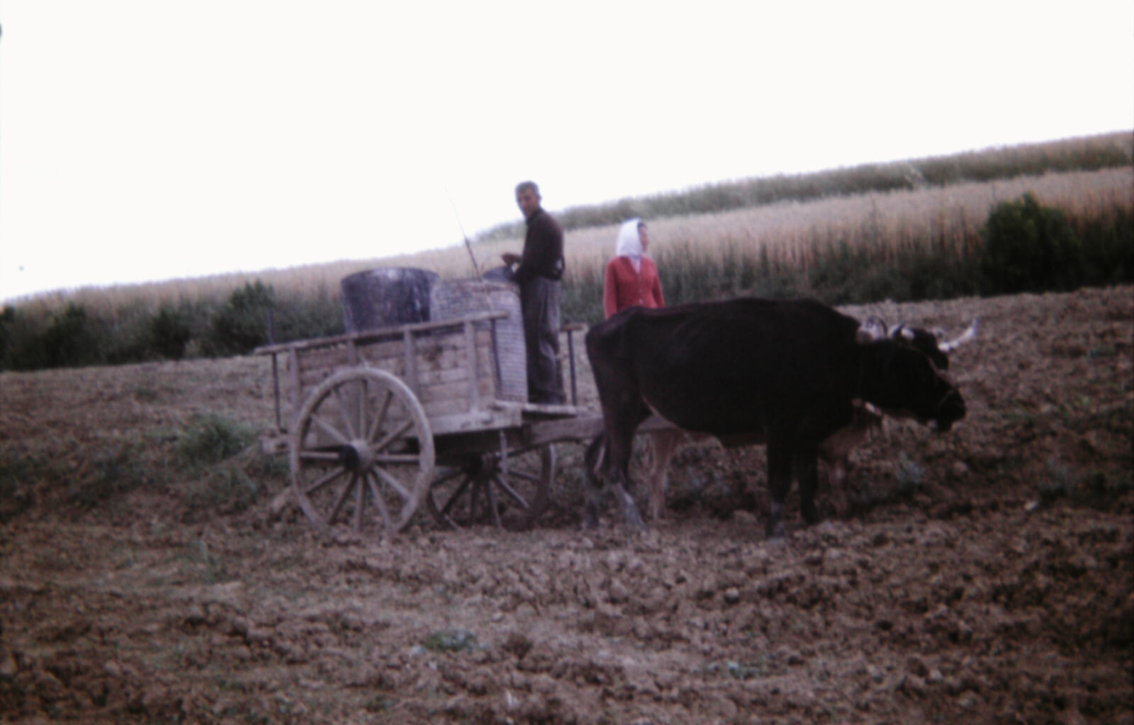 Animal-powered water cart near Durres, Albania