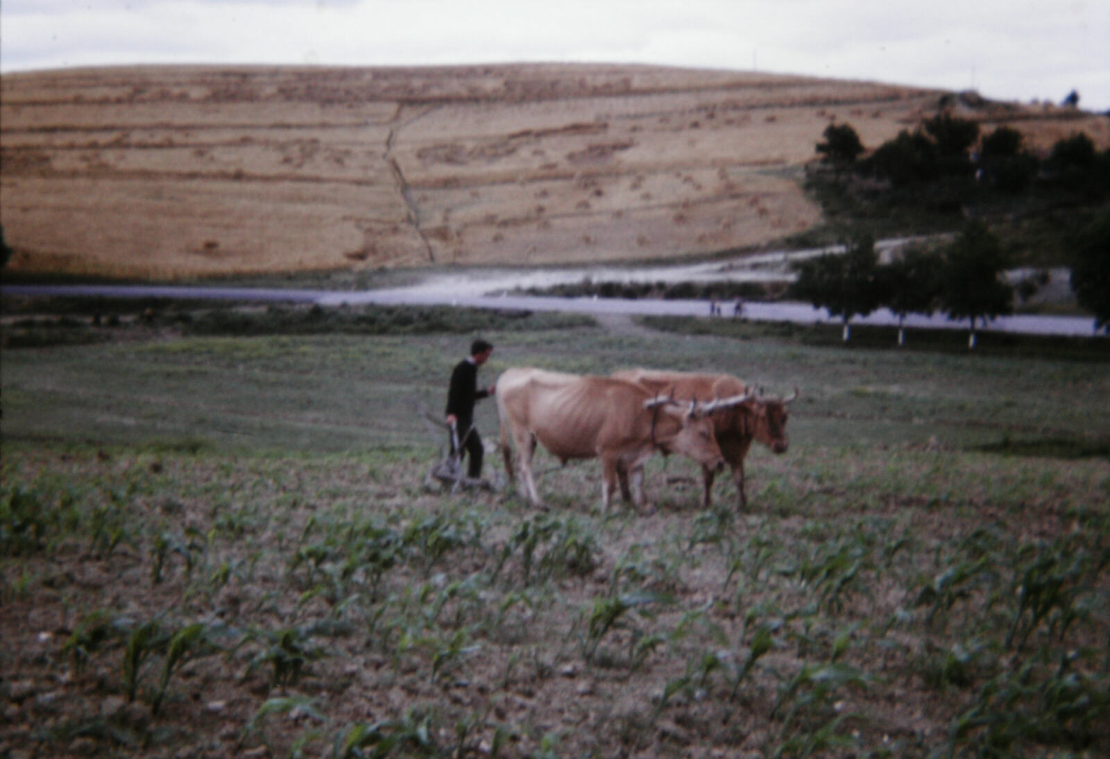 An ox-plough in a field near Durres, Albania