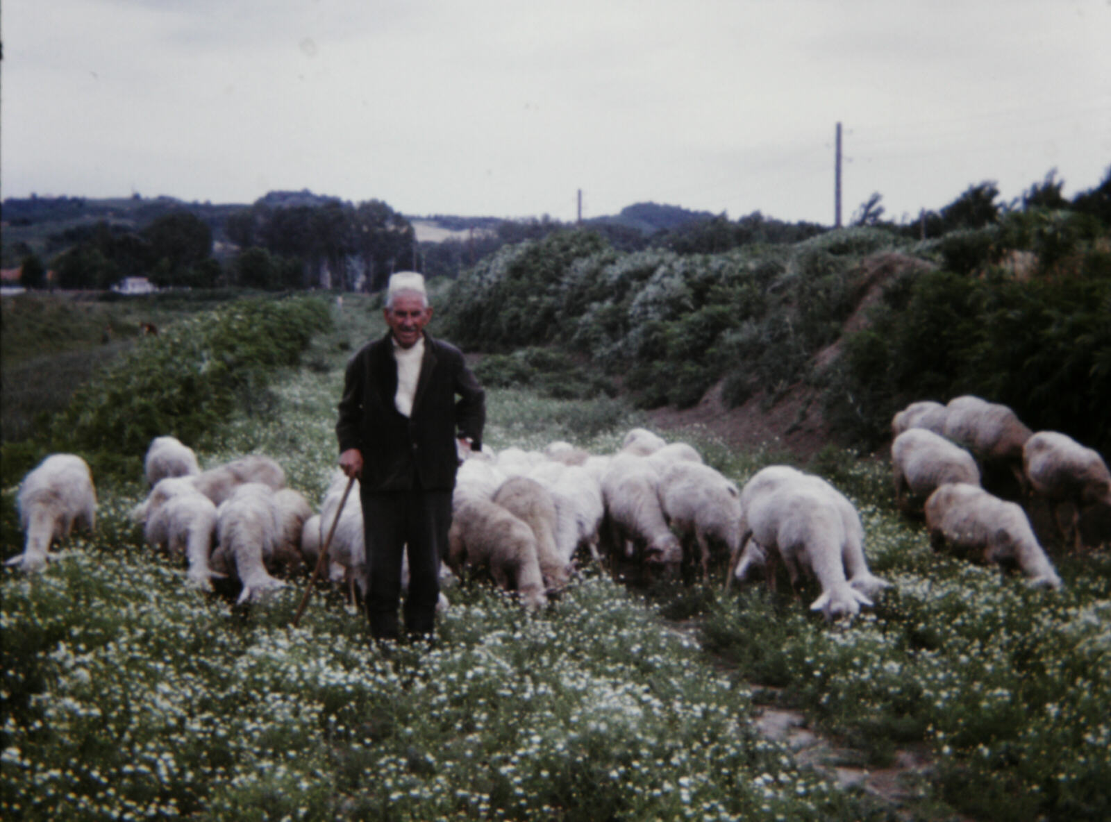 A shepherd on the road from Durres, Albania