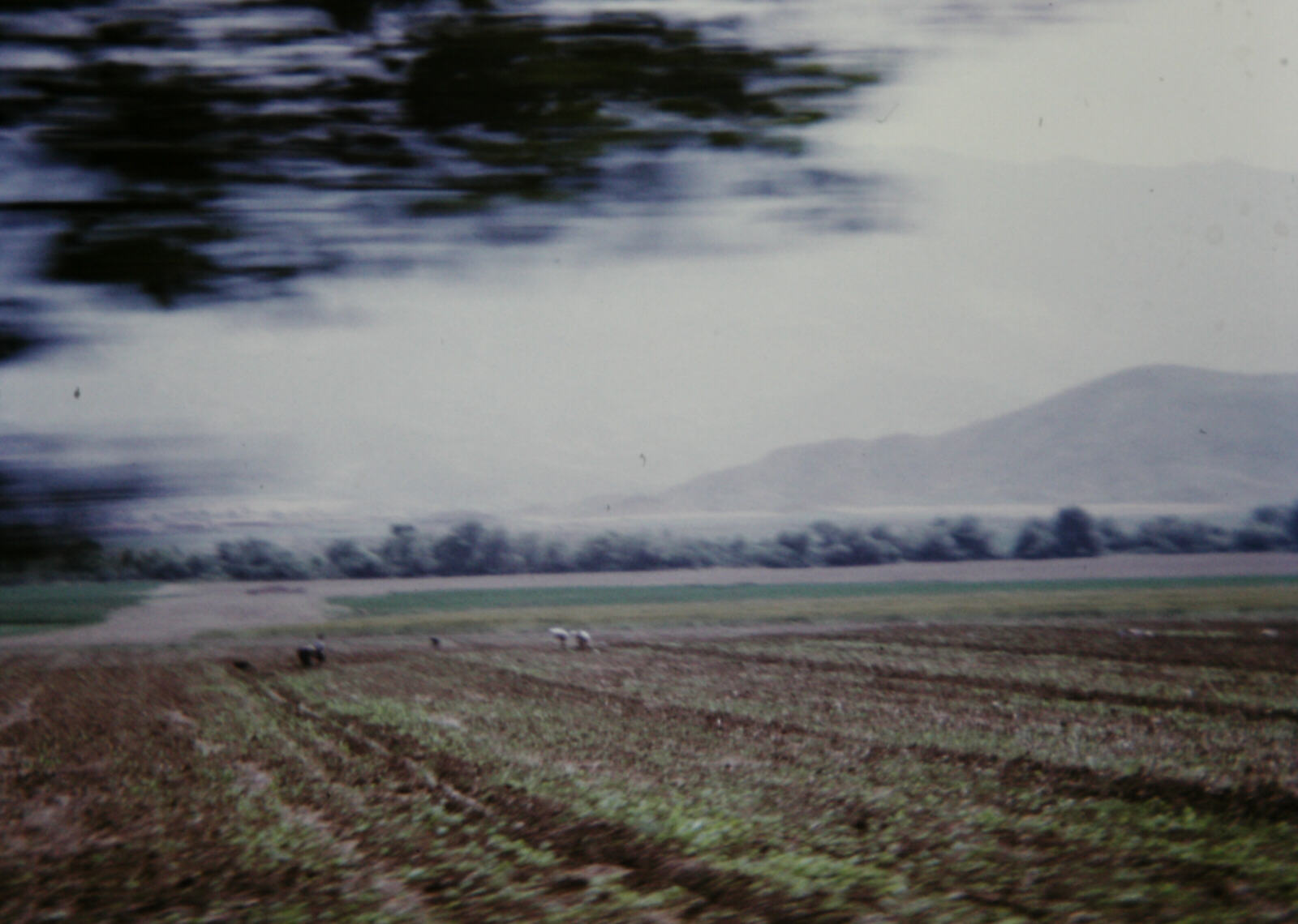 Labouring in the fields in southern Albania