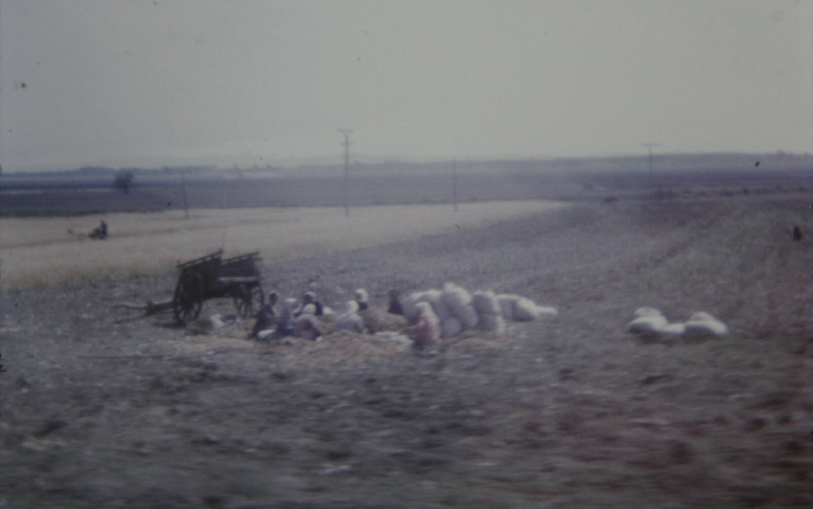 Sorting potatoes in the fields of southern Albania