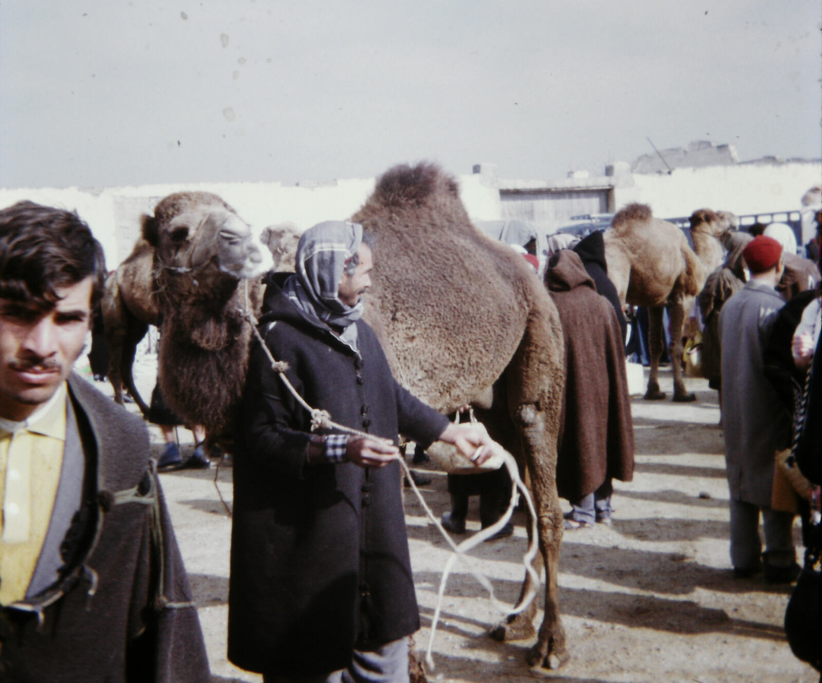 A camel for sale in Nabeul livestock market in Tunisia