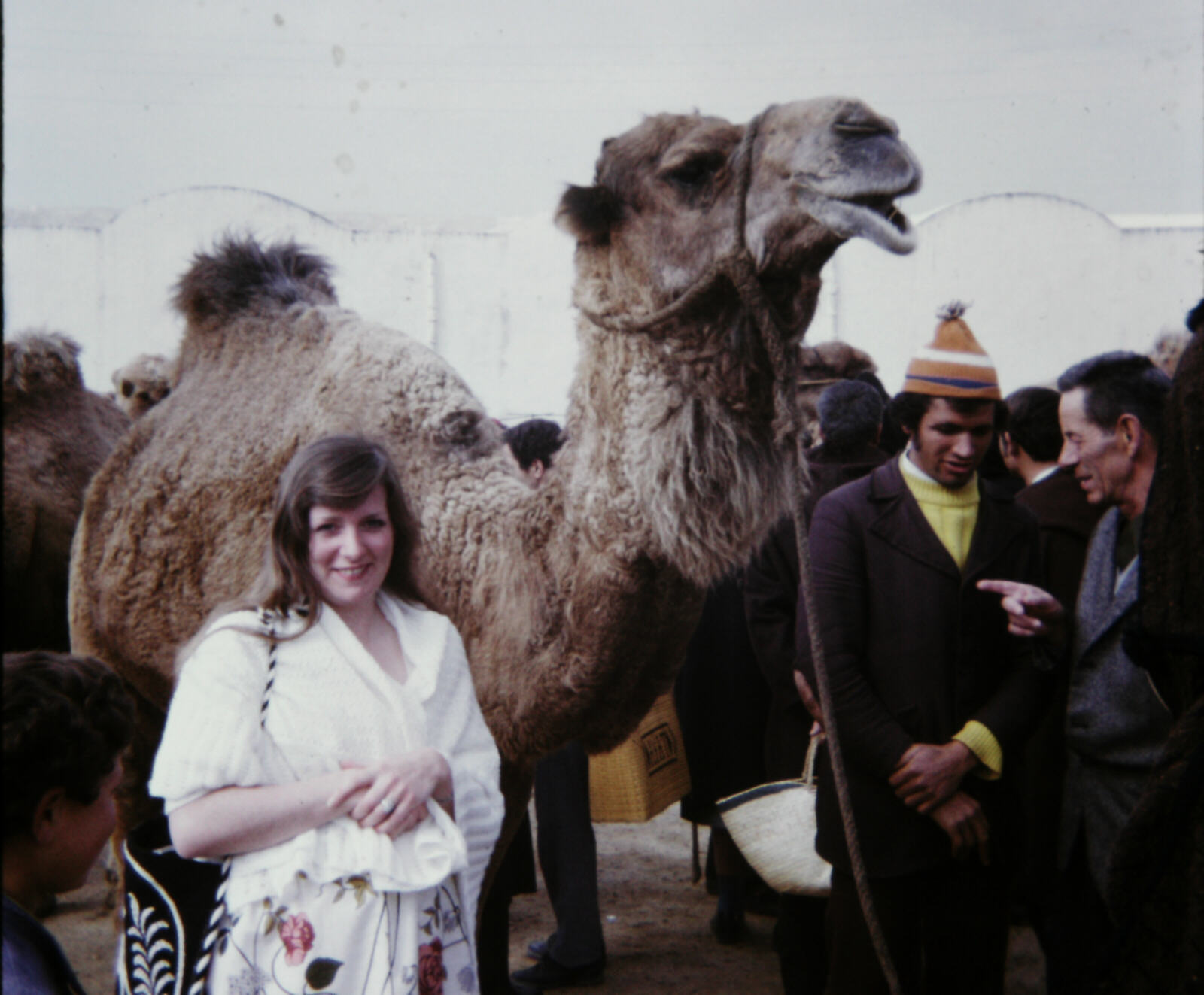 In Nabeul livestock market in Tunisia