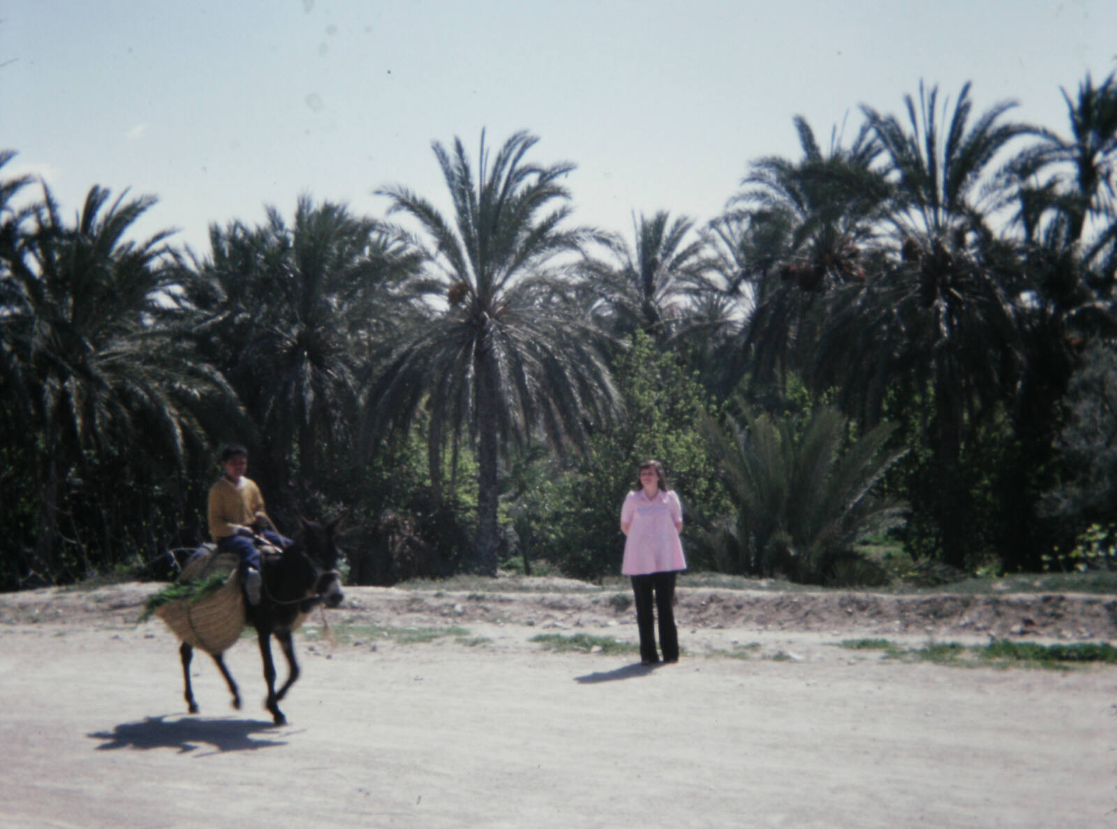 In the oasis at Gafsa in Tunisia