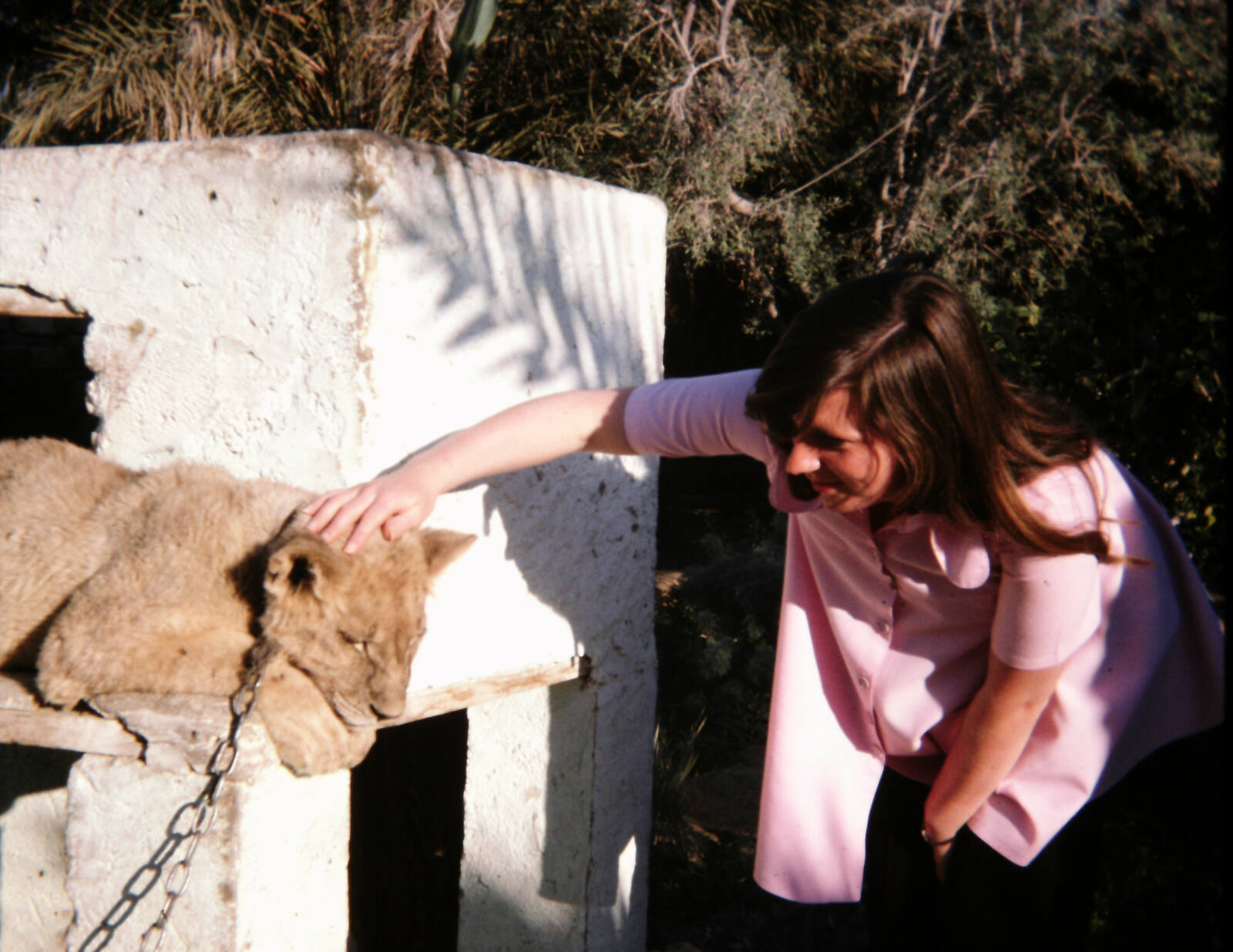 Stroking the lion cub at Tozeur zoo in Tunisia