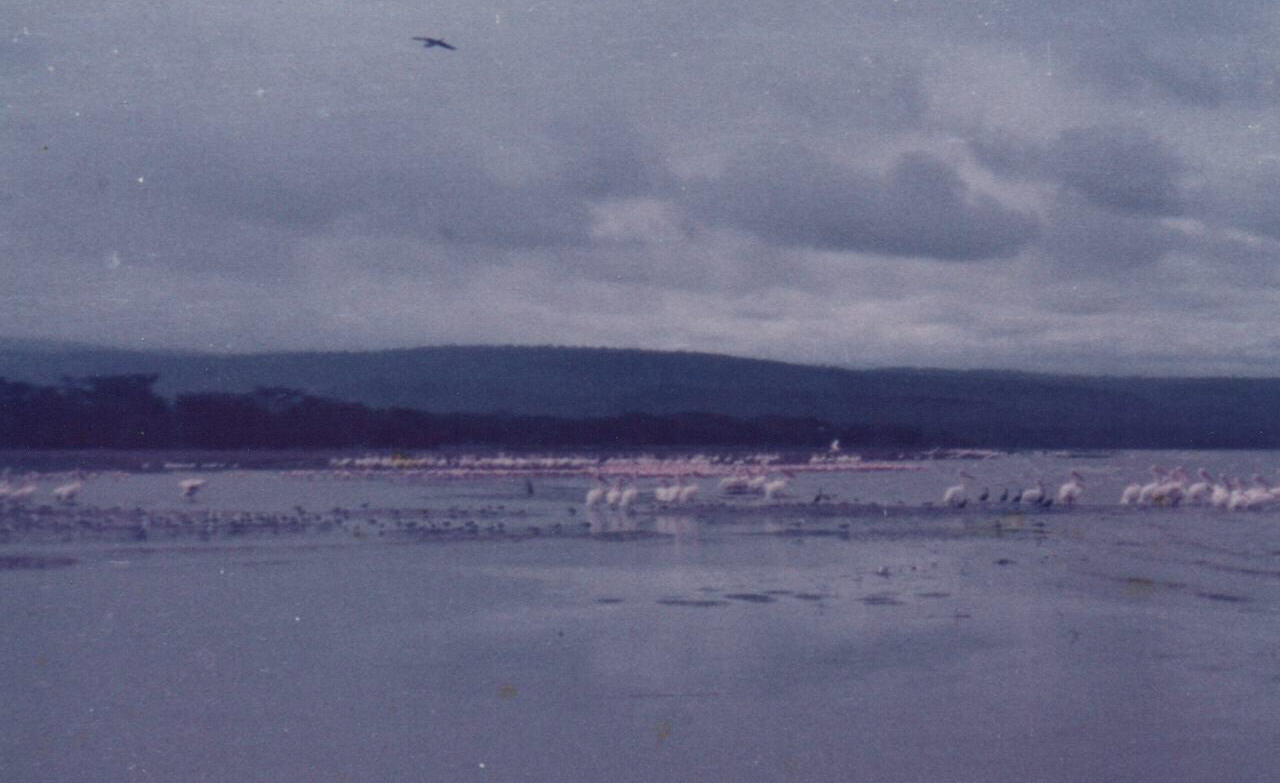 Pelicans and pink Flamingos on Lake Nakuru, Kenya