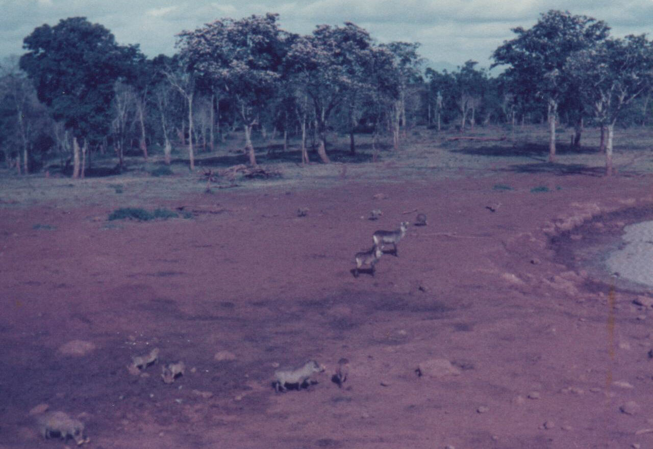 Water buffalo and wart hogs at Treetops in Kenya