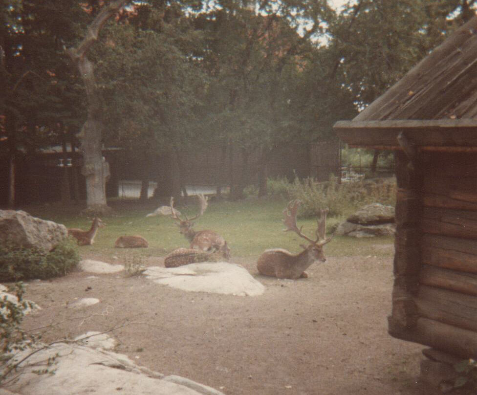 Fallow deer at Skansen near Stockholm