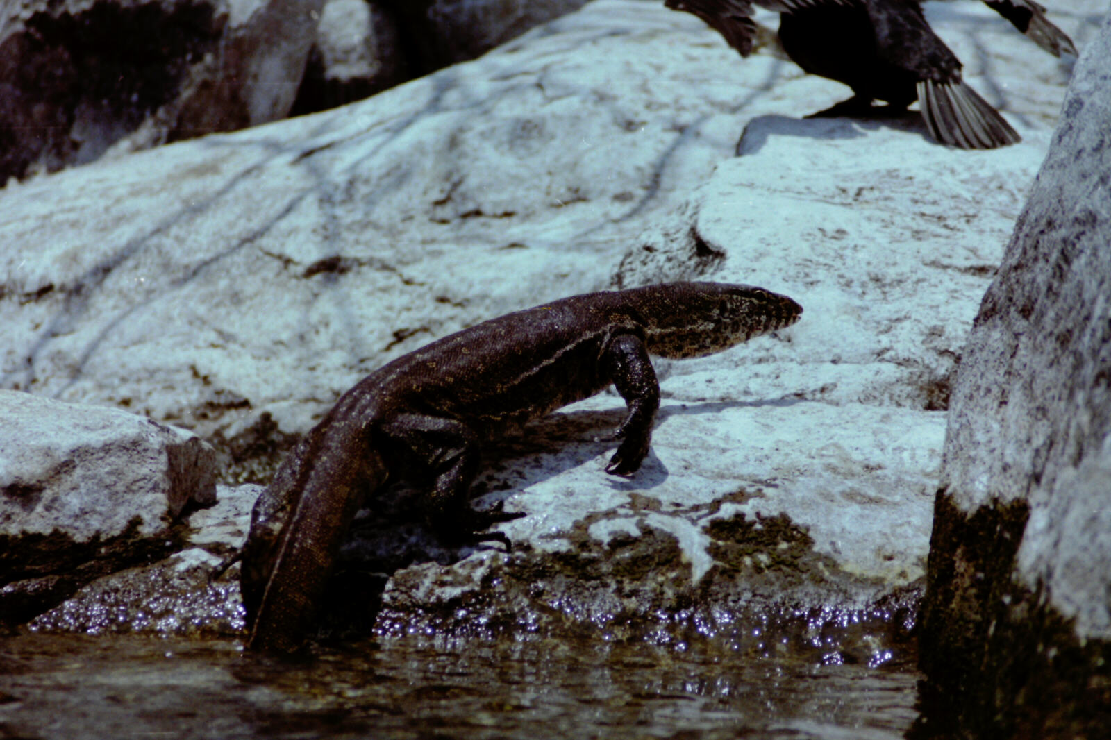 A lizard on Bird Island in Lake Malawi