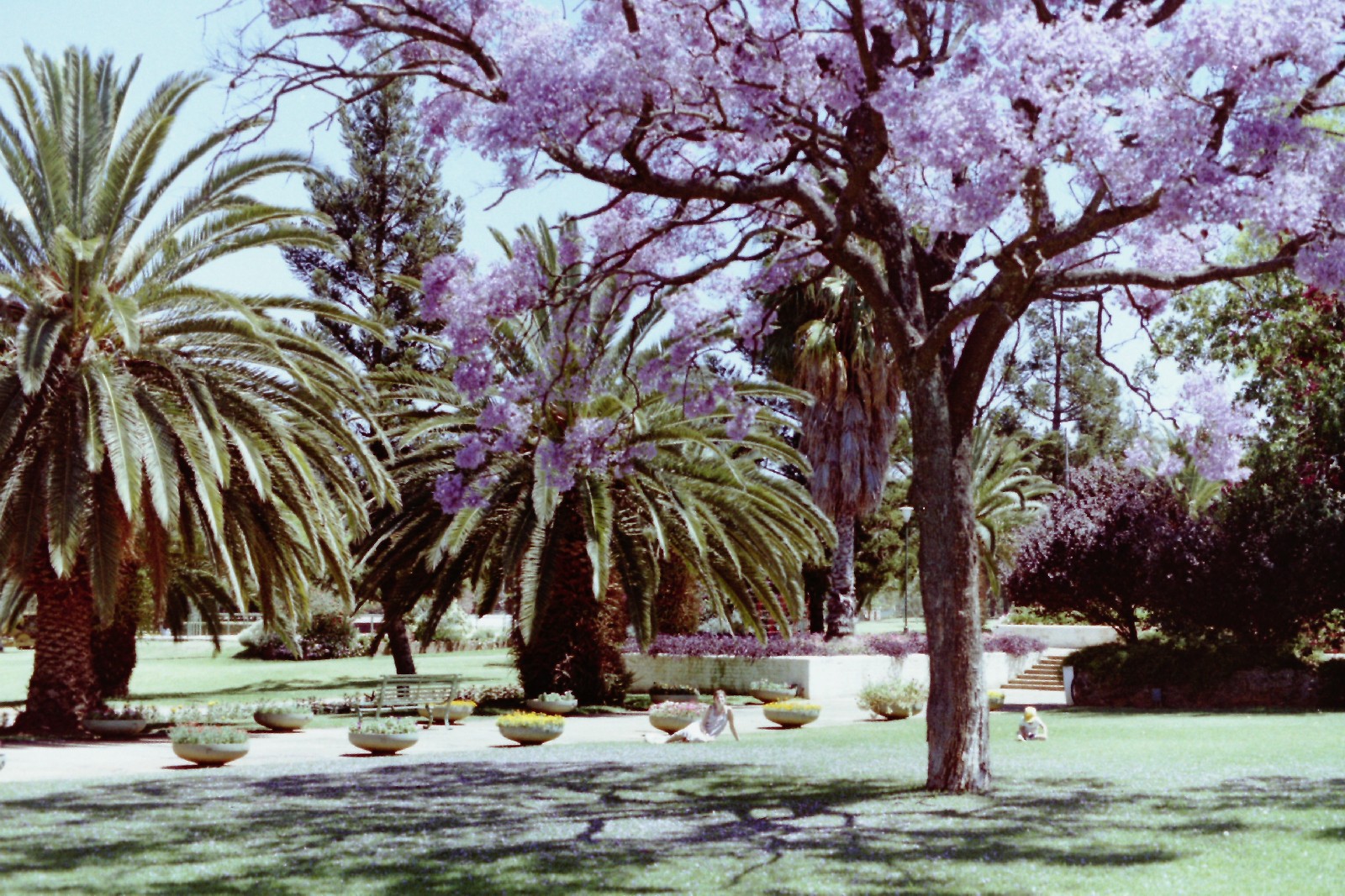 Jacaranda trees in the park in Bulawayo, Zimbabwe