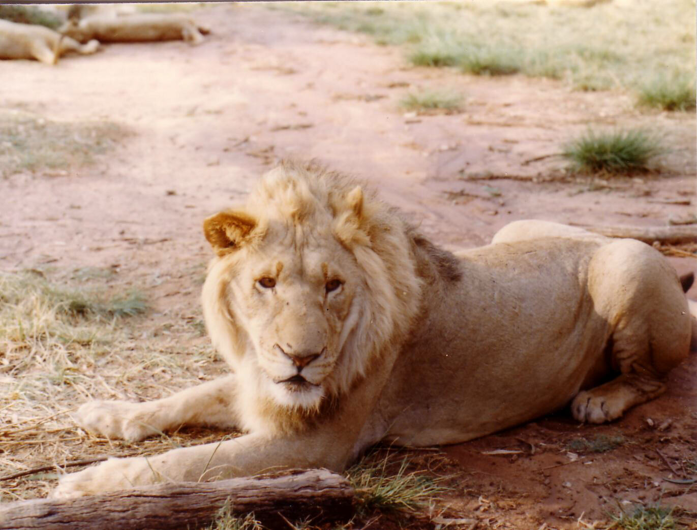 In the Lion Park near Johannesburg, South Africa