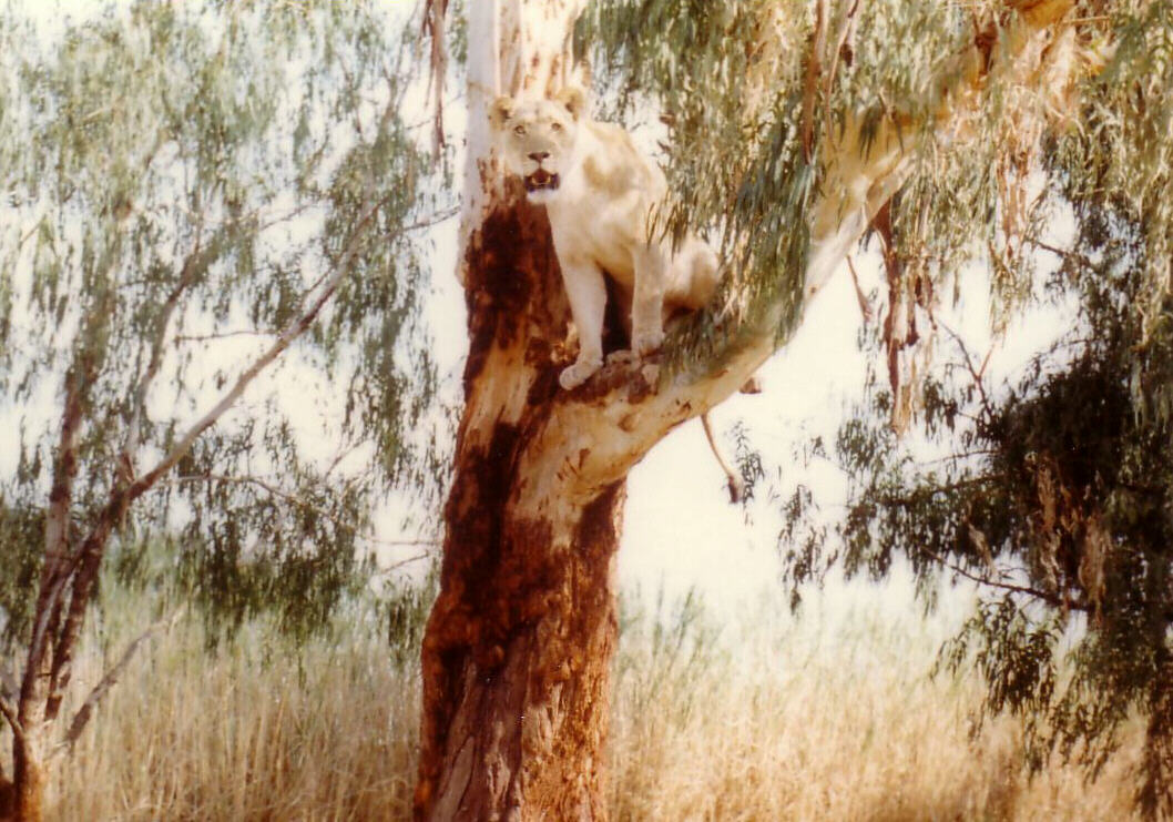 In the Lion Park near Johannesburg, South Africa