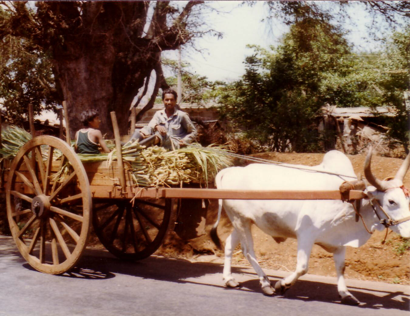 An ox cart near Arsenal, Mauritius