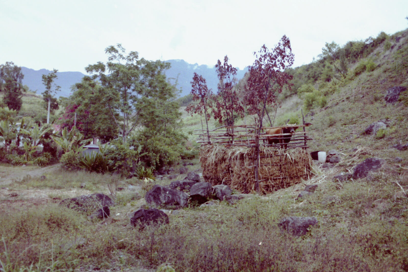 A cow in a tiny field near Salazie on Runion Island