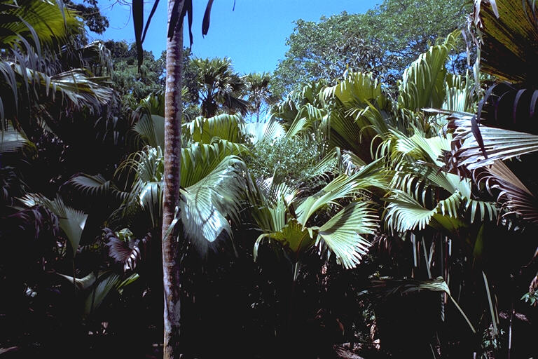 In the Valle de Mai on Praslin, Seychelles