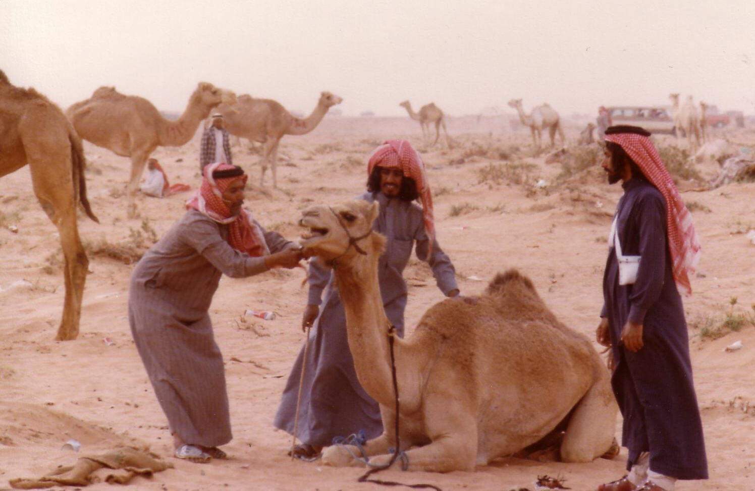 At the camel races near Riyadh, Saudi Arabia