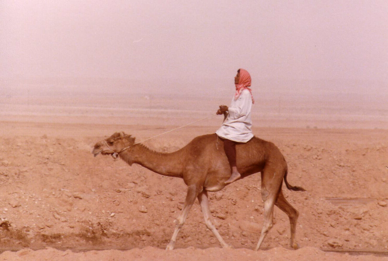 At the camel races near Riyadh, Saudi Arabia