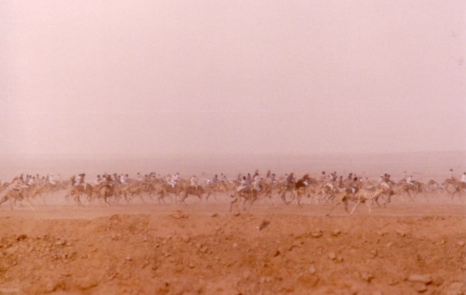 Camel race in progress near Riyadh, Saudi Arabia