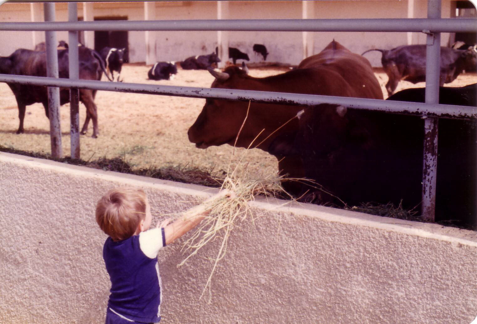 Cows in the farm at King Khaled's palace in Riyadh, Saudi Arabia