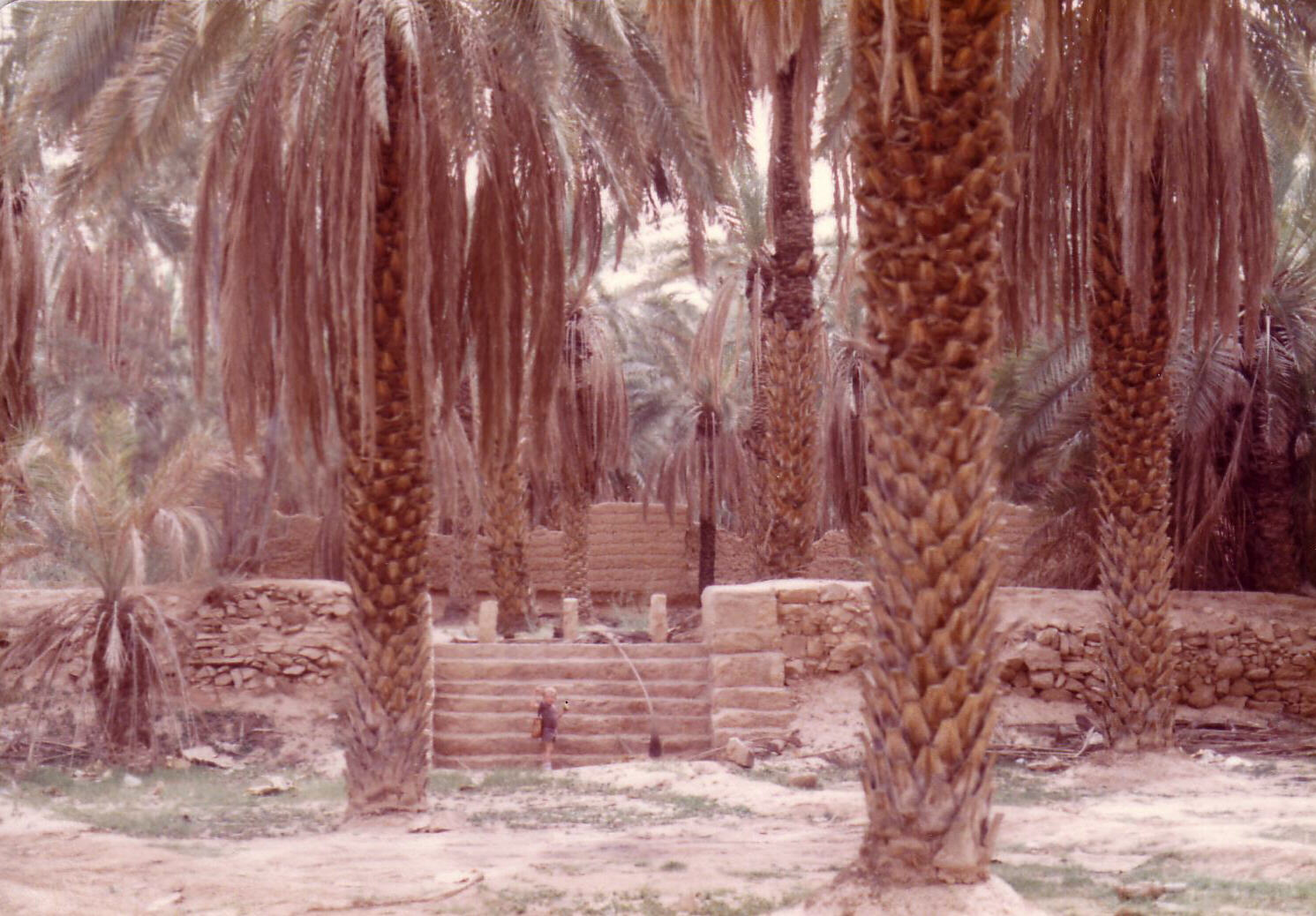 Palm tree plantation at Al Badiah near Riyadh, Saudi Arabia