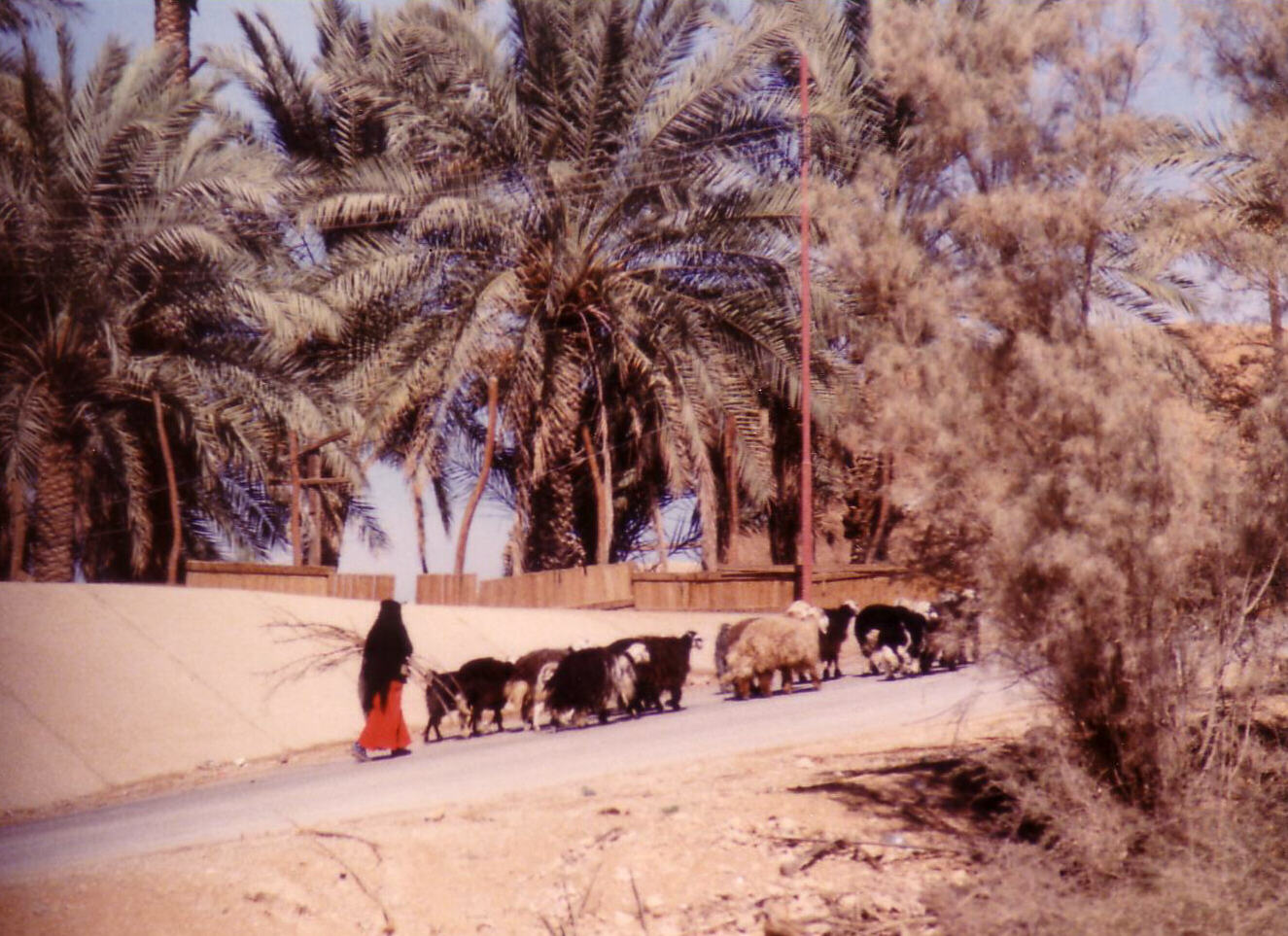 A shepherdess in Wadi Hanifah above Al Diriyah, Saudi Arabia