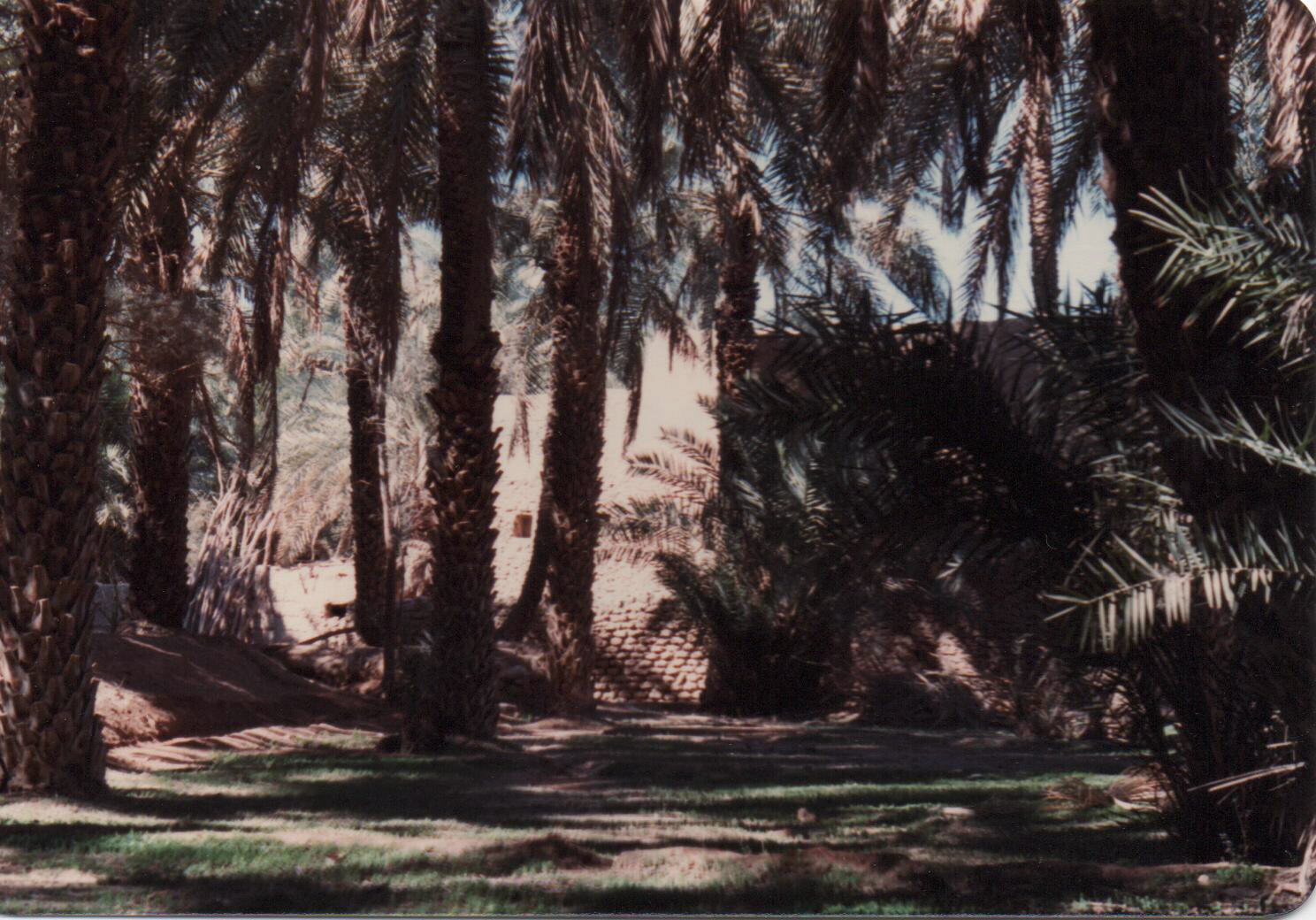 Mushayrifa palm grove near Al Diriyah, Riyadh, Saudi Arabia