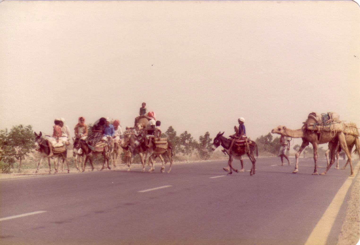 A camel train crossing the road between Ad Darb and Jizan, Saudi Arabia