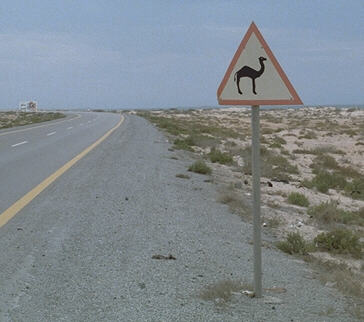 camel road sign