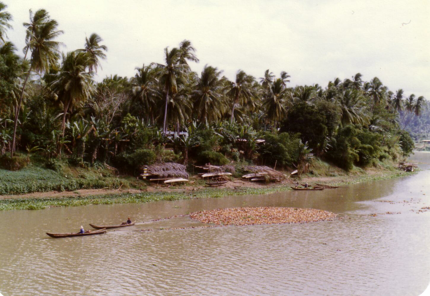 Towing coconuts on the Pagsanjan river in the Philippines