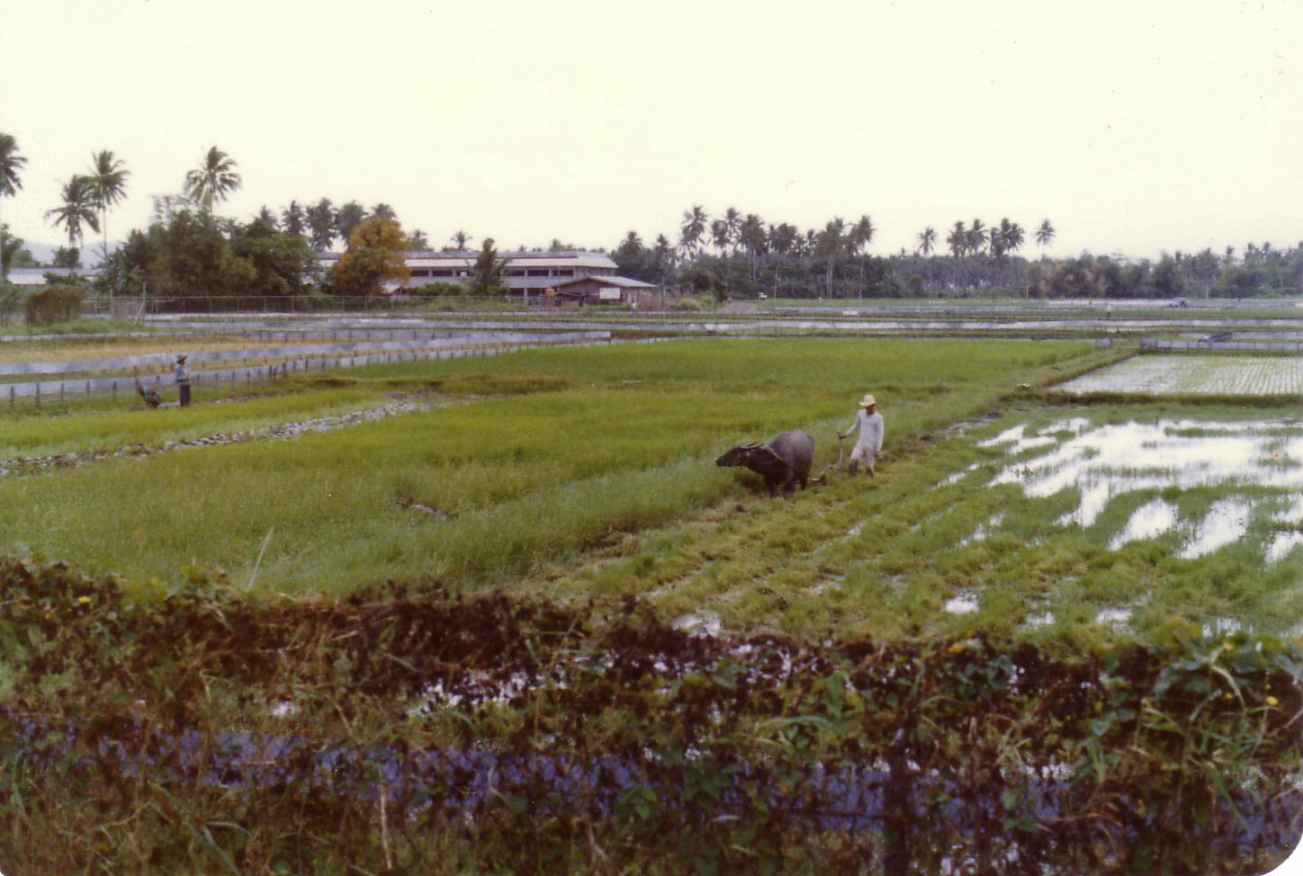 Paddy fields south of Manila in the Philippines