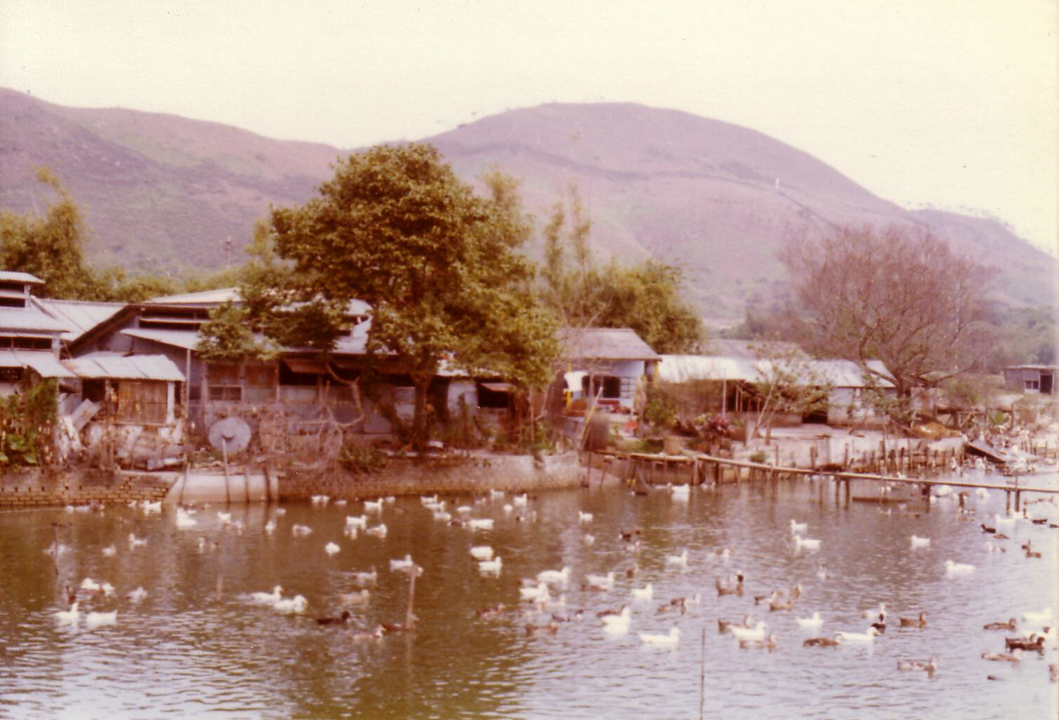 Kwu Tung duck farm in the New Territories, Hong Kong