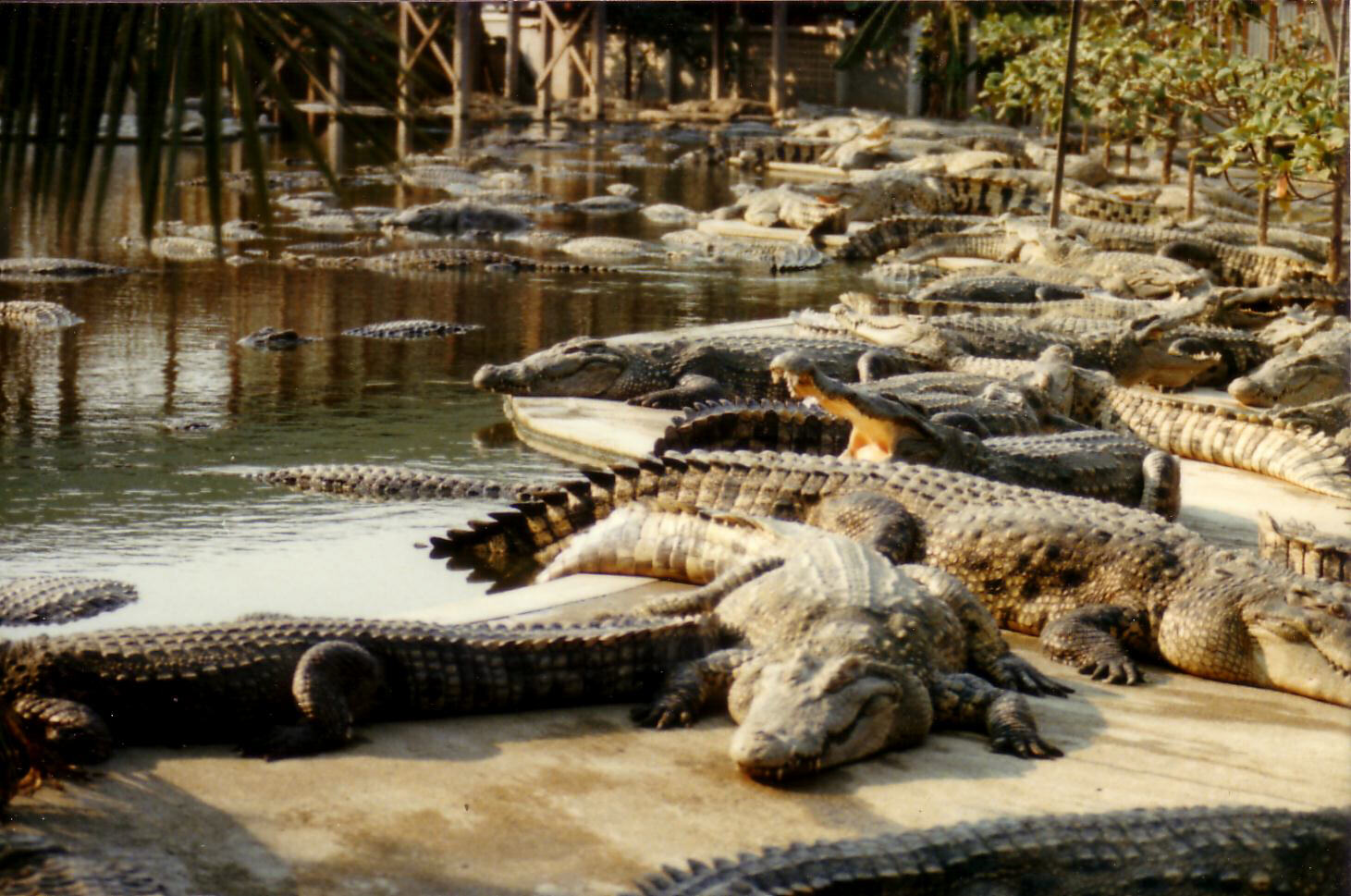 The crocodile farm near Bangkok