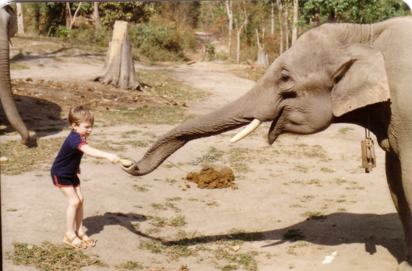 Elephant farm near Chiang Mai, Thailand