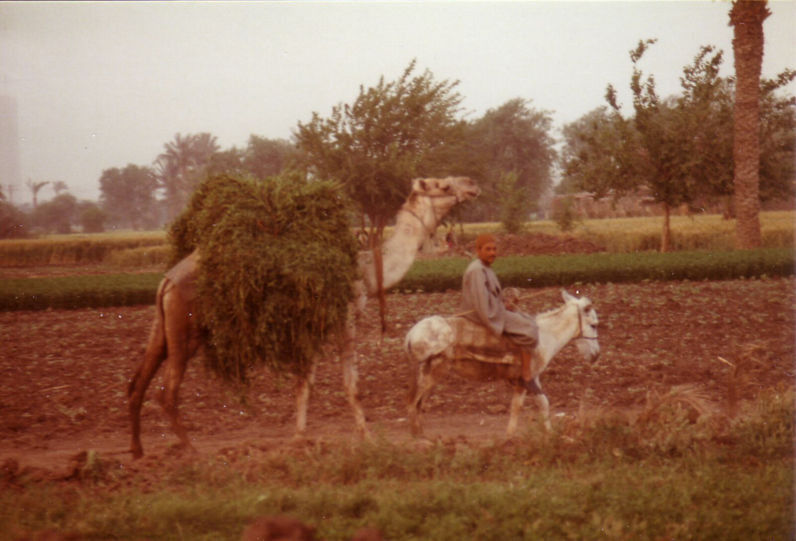 A loaded camel near Sakkara, Egypt