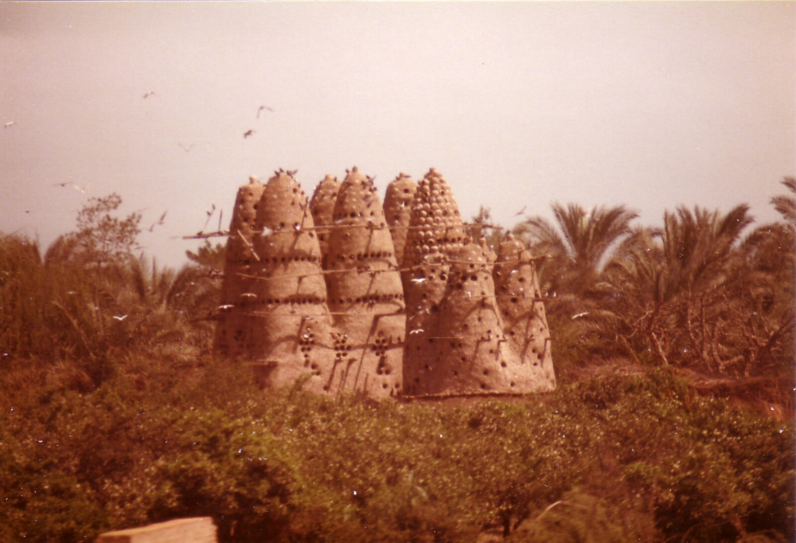 A scene from the train between Cairo and Alexandria, Egypt