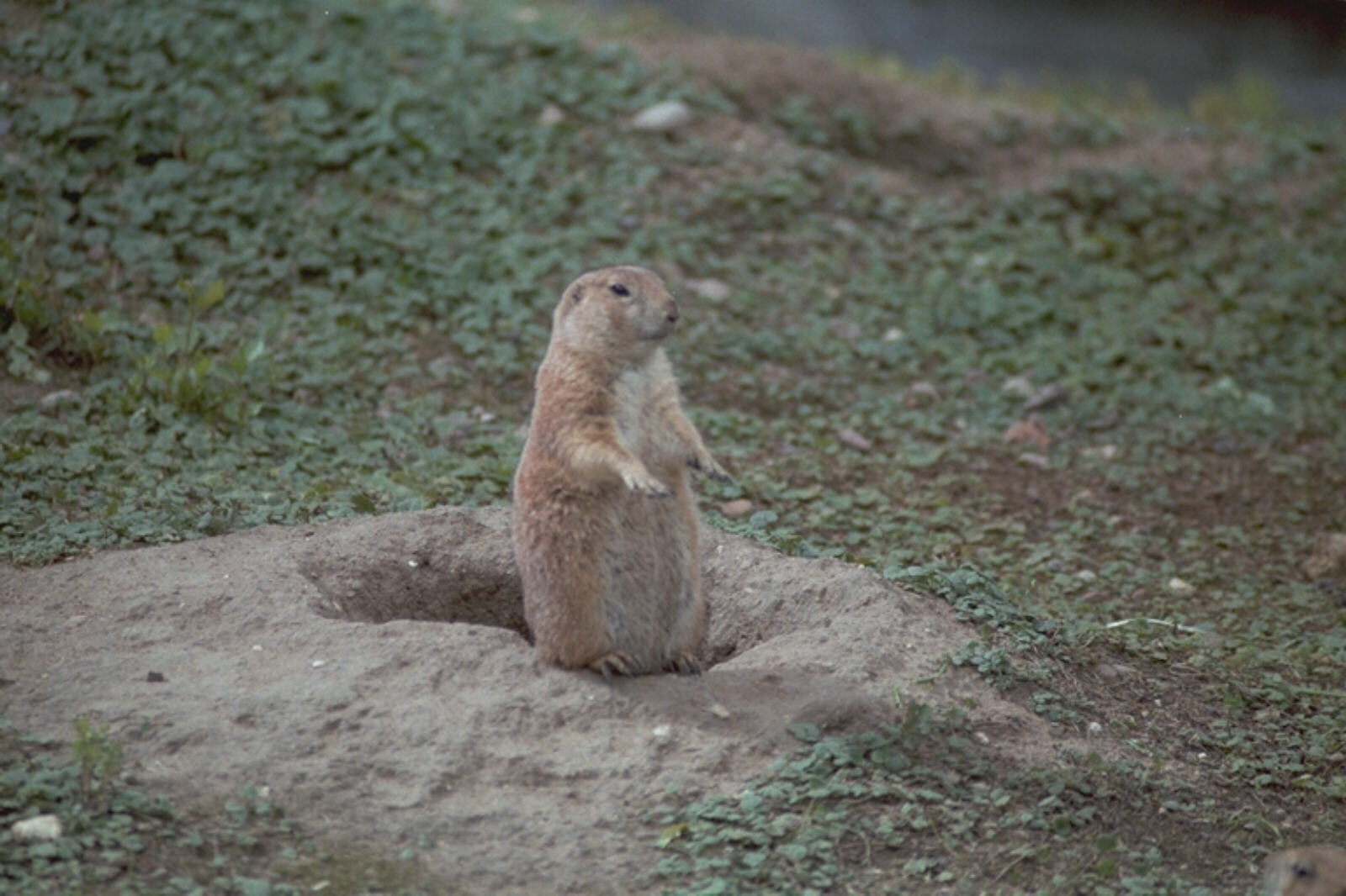 A prairie dog at Frankfurt zoo