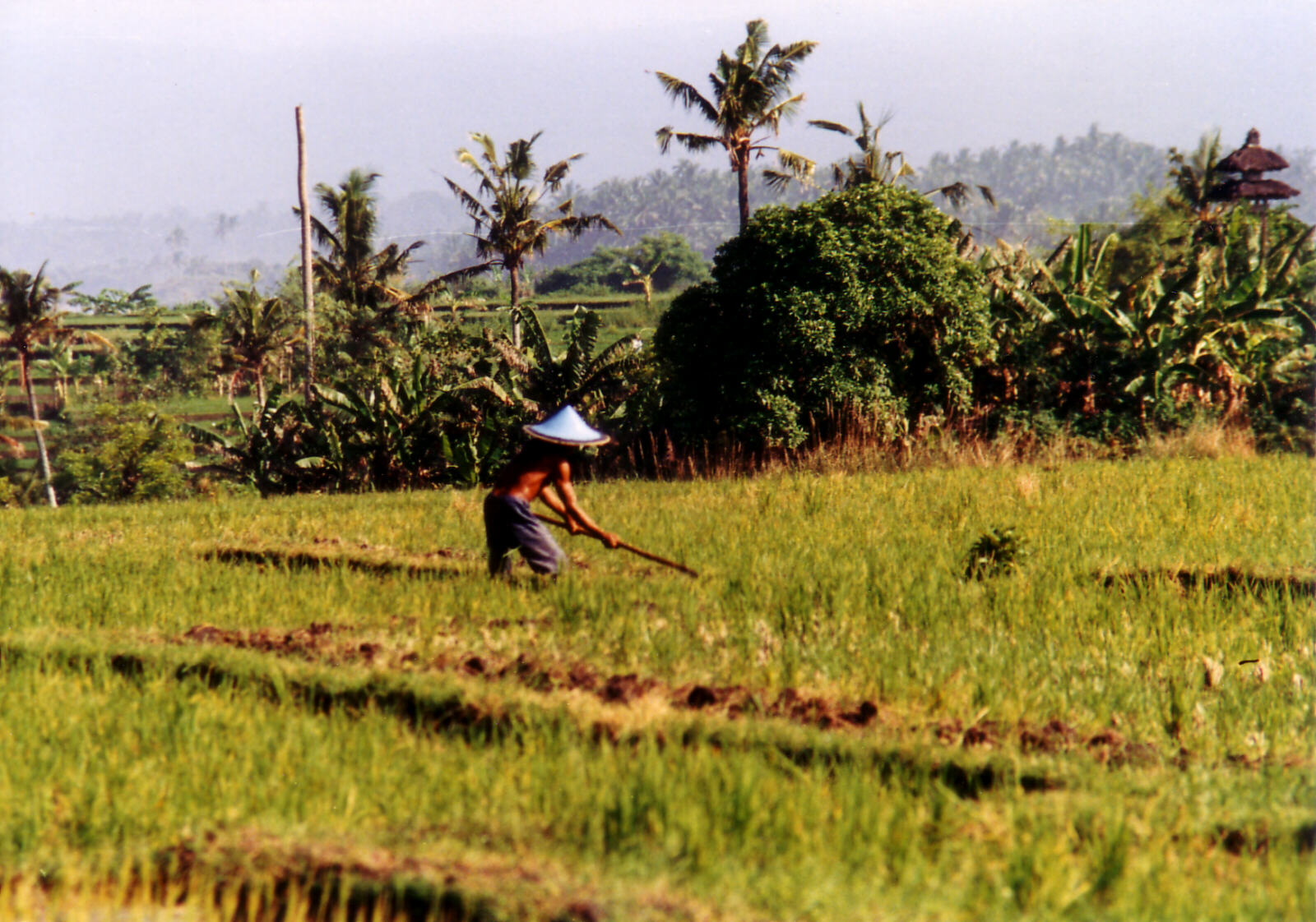 Working in the fields near Ubud in Bali, Indonesia