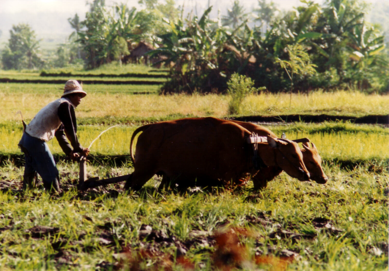 Working in the fields near Ubud in Bali, Indonesia