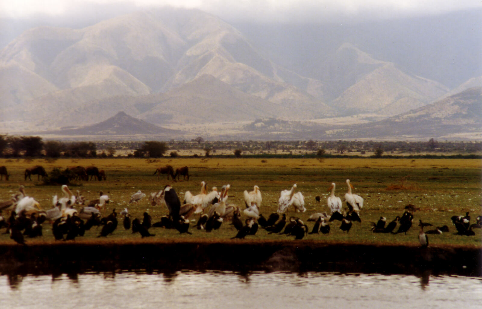 Birds and mountains at Lake Manyara, Tanzania