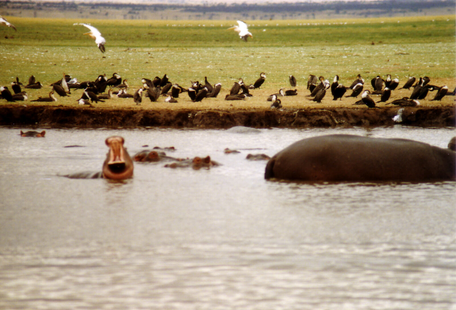 Hippos in Lake Manyara national park, Tanzania